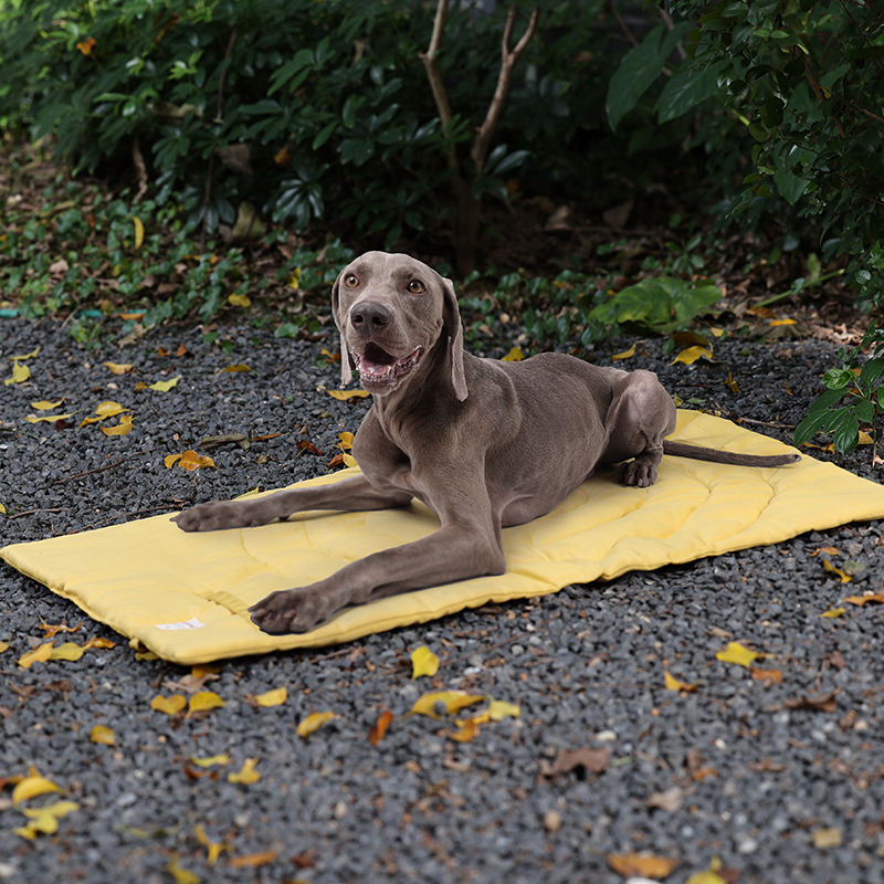 เสื่อสัตว์เลี้ยงแบบพกพาพับได้อ - Camping Cot Foldable บทวิจารณ์และราคา